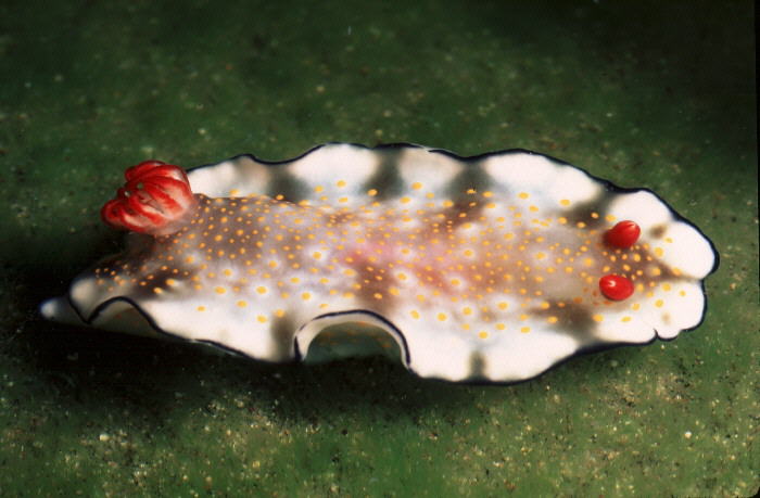 Hypselodoris bollandi